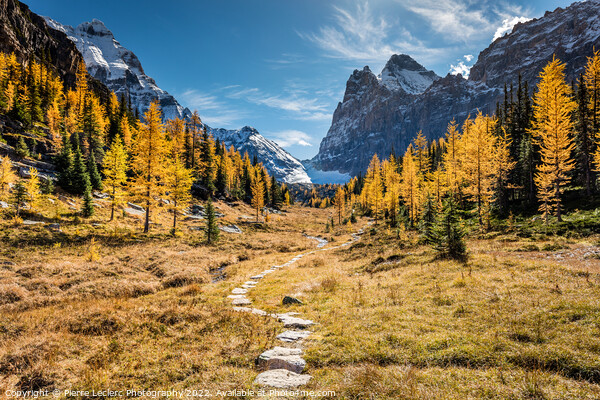 Hiking to the Golden Larch trees Picture Board by Pierre Leclerc Photography