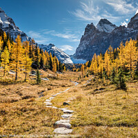 Buy canvas prints of Hiking to the Golden Larch trees by Pierre Leclerc Photography