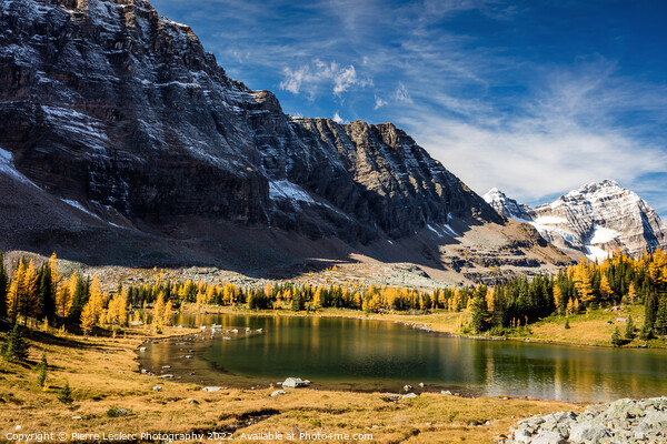 The Golden Larch Trees of Hungabee Lake Picture Board by Pierre Leclerc Photography