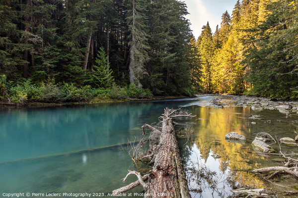 Serenity of Cheakamus River in Whistler, BC Picture Board by Pierre Leclerc Photography