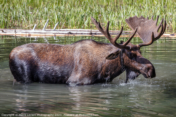 Magnificent Moose Picture Board by Pierre Leclerc Photography