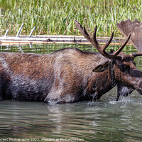 Buy canvas prints of Magnificent Moose by Pierre Leclerc Photography