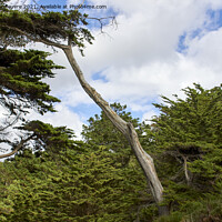 Buy canvas prints of Leaning Pine Tree by Trevor Le Feuvre