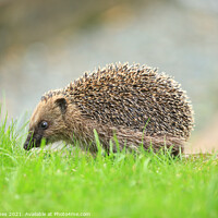Buy canvas prints of A hedgehog in grass by Allan Jones