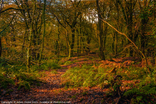 Woodlands at Golitha Falls | Cornwall Picture Board by Adam Cooke