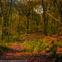 Buy canvas prints of Woodlands at Golitha Falls | Cornwall by Adam Cooke