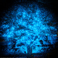 Buy canvas prints of Illuminated Blue Tree | Hever Castle by Adam Cooke