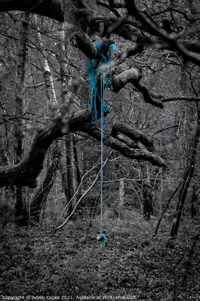 Rope Swing | Limpsfield Common Picture Board by Adam Cooke