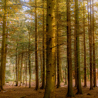 Buy canvas prints of Forest | Limpsfield Common by Adam Cooke
