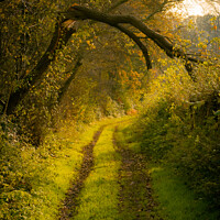 Buy canvas prints of The Overarching Branch | Limpsfield Common by Adam Cooke