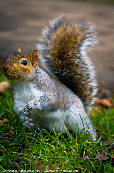 Grey Squirrel | Kelsey Park | Beckenham Picture Board by Adam Cooke