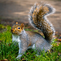 Buy canvas prints of Grey Squirrel | Kelsey Park | Beckenham by Adam Cooke