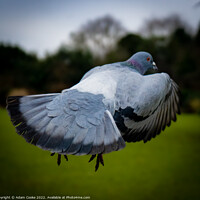 Buy canvas prints of Pigeon In Flight | Kelsey Park | Beckenham by Adam Cooke
