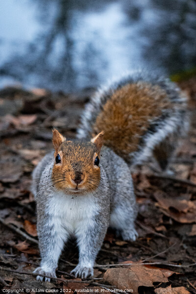 Grey Squirrel | Kelsey Park | Beckenham Picture Board by Adam Cooke