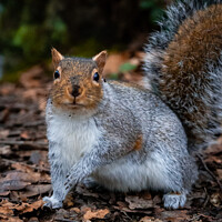 Buy canvas prints of Grey Squirrel | Kelsey Park | Beckenham by Adam Cooke