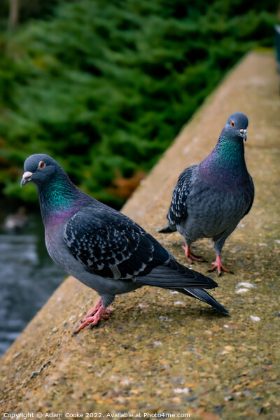 Two Pigeons | Kelsey Park | Beckenham Picture Board by Adam Cooke