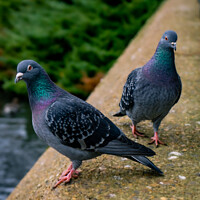 Buy canvas prints of Two Pigeons | Kelsey Park | Beckenham by Adam Cooke