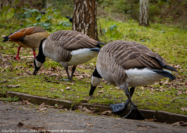 Two Canada Geese Grazing | Kelsey Park | Beckenham Picture Board by Adam Cooke