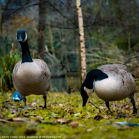 Buy canvas prints of Two Canada Geese | Kelsey Park | Beckenham by Adam Cooke