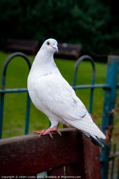 White Pigeon Sitting on a Bench | Kelsey Park | Be Picture Board by Adam Cooke