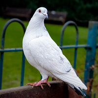 Buy canvas prints of White Pigeon Sitting on a Bench | Kelsey Park | Be by Adam Cooke