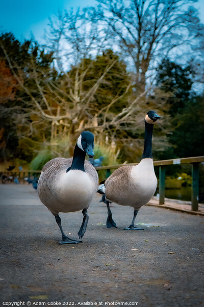 Two Canada Geese Taking a Stroll | Kelsey Park | B Picture Board by Adam Cooke