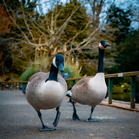 Buy canvas prints of Two Canada Geese Taking a Stroll | Kelsey Park | B by Adam Cooke