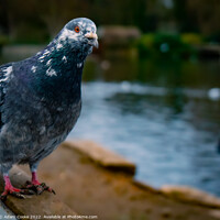 Buy canvas prints of Pigeon Sitting | Kelsey Park | Beckenham by Adam Cooke