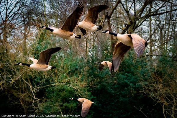 Canada Geese Flying | Kelsey Park | Beckenham Picture Board by Adam Cooke