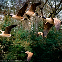 Buy canvas prints of Canada Geese Flying | Kelsey Park | Beckenham by Adam Cooke