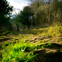 Buy canvas prints of Ground Level | Selsdon Wood Nature Reserve | Bird  by Adam Cooke