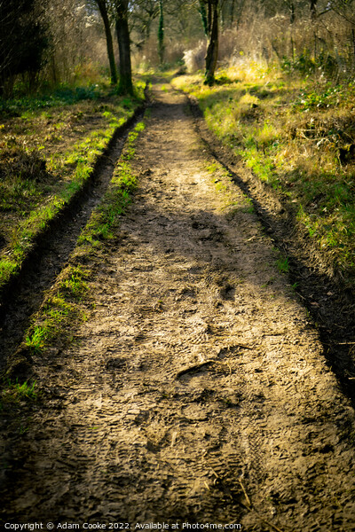 Muddy Path Ahead | Selsdon Wood Nature Reserve | B Picture Board by Adam Cooke