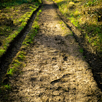 Buy canvas prints of Muddy Path Ahead | Selsdon Wood Nature Reserve | B by Adam Cooke
