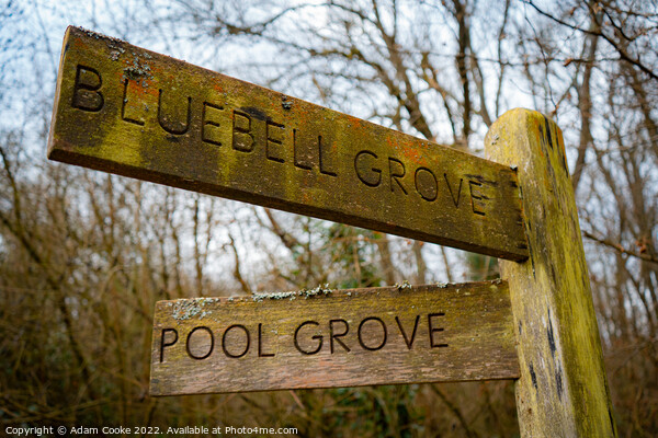 Bluebell Grove or Pool Grove? | Selsdon Wood Natur Picture Board by Adam Cooke