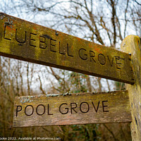 Buy canvas prints of Bluebell Grove or Pool Grove? | Selsdon Wood Natur by Adam Cooke