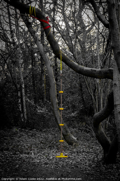 Rope Swing | Selsdon Wood Nature Reserve Picture Board by Adam Cooke