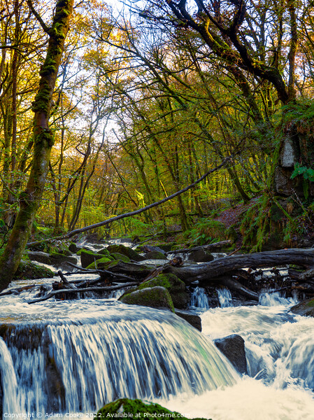 Portrait View of Golitha Falls | Bodmin Moor | Cornwall Picture Board by Adam Cooke