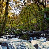 Buy canvas prints of Portrait View of Golitha Falls | Bodmin Moor | Cornwall by Adam Cooke