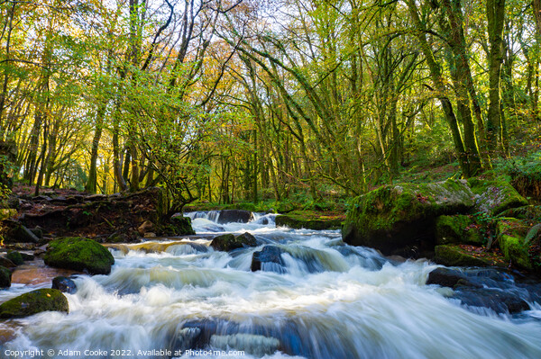 Landscape View of Golitha Falls | Bodmin Moor | Cornwall Picture Board by Adam Cooke