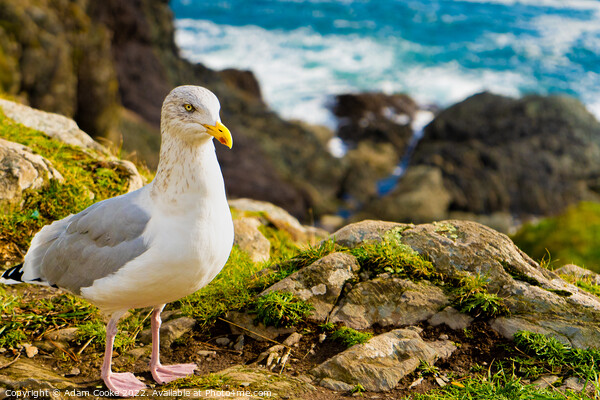 Seagull | Polperro | Cornwall Picture Board by Adam Cooke