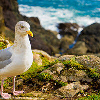 Buy canvas prints of Seagull | Polperro | Cornwall by Adam Cooke
