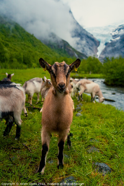 Say Goats Cheese! | Briksdalsbreen Glacier | Stryn | Olden | Norway Picture Board by Adam Cooke