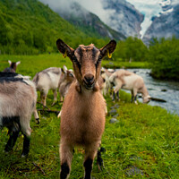 Buy canvas prints of Say Goats Cheese! | Briksdalsbreen Glacier | Stryn | Olden | Norway by Adam Cooke