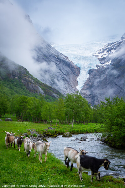 Goats | Briksdalsbreen Glacier | Stryn | Olden | Norway Picture Board by Adam Cooke