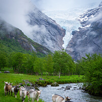 Buy canvas prints of Goats | Briksdalsbreen Glacier | Stryn | Olden | Norway by Adam Cooke