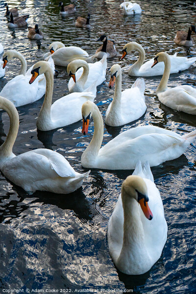 Swans | River Thames | Windsor Picture Board by Adam Cooke