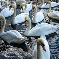 Buy canvas prints of Swans | River Thames | Windsor by Adam Cooke