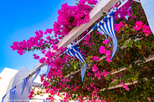 Oia | Santorini | Greece Picture Board by Adam Cooke
