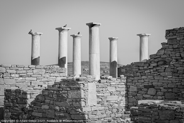 Pillars of Delos | Mykonos | Greece Picture Board by Adam Cooke