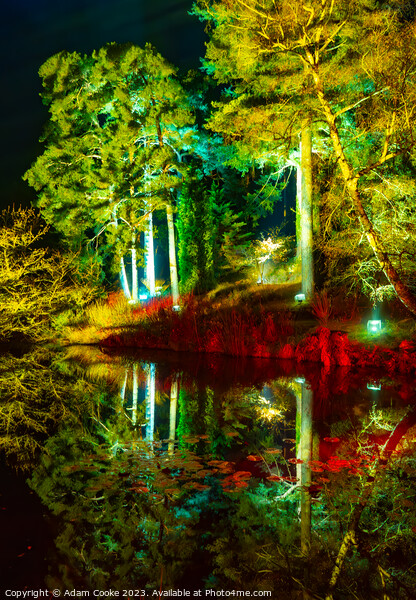 Christmas at Bedgebury Forest | Flimwell | Kent Picture Board by Adam Cooke